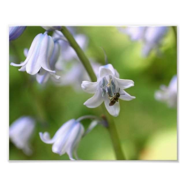 Tiny Bee On Bluebell Flower 10x8 Nature  Photo Print (Front)