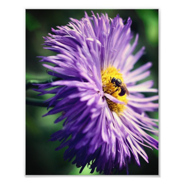 Tiny Bee On Purple Daisy Flower Close Up 8x10 Photo Print (Front)