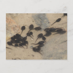 Tiny Black Tadpoles Nature Postcard