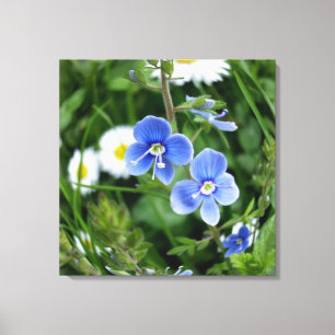 tiny blue flowers canvas print