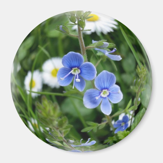 tiny blue flowers magnet (Front)