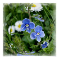 tiny blue flowers