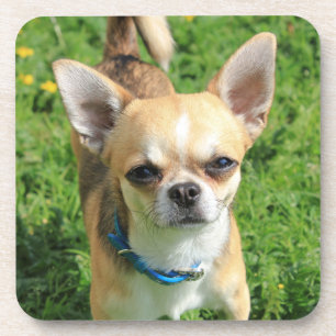 Tiny Chihuahua Puppy Dog Coaster