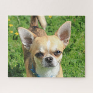 Tiny Chihuahua Puppy Dog Jigsaw Puzzle