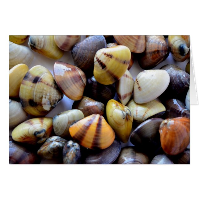 Tiny Colourful Clam Shells (Front Horizontal)