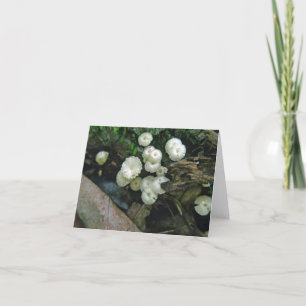 Tiny Crimped Mushrooms Note Card