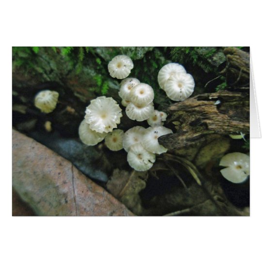 Tiny Crimped Mushrooms Note Card