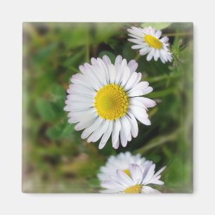 Tiny daisies magnet