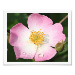 Tiny Dancer - Ballerina Rose Photography Photo Print