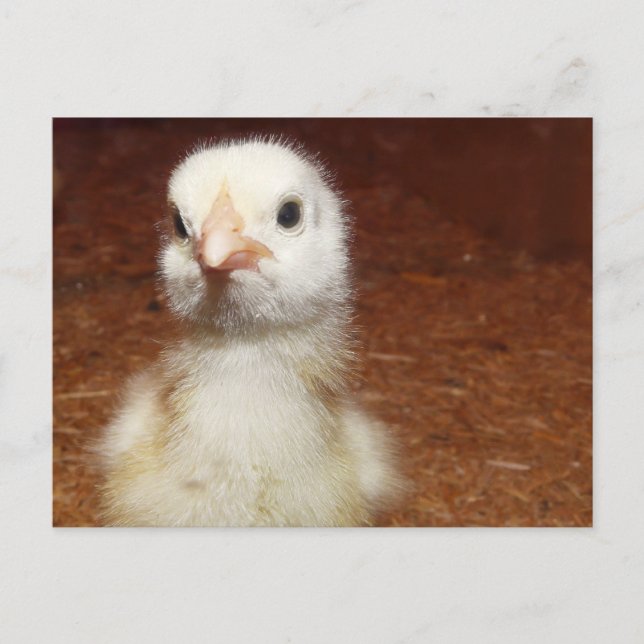 Tiny Day Old Chicken Postcard (Front)
