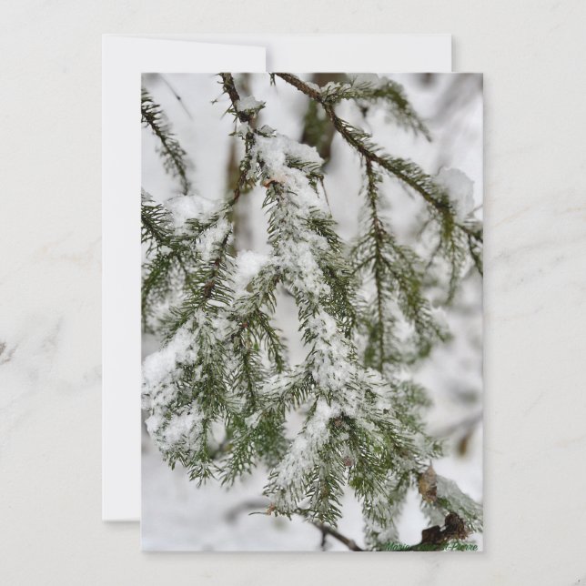 Tiny Diamonds of Ice Clinging to Emerald Needles Holiday Card (Front)