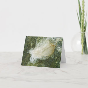 Tiny Feather Note Card