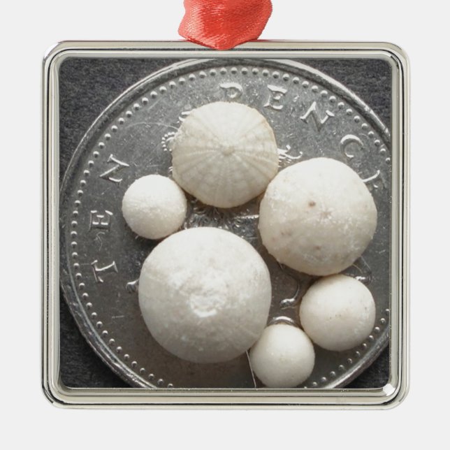 Tiny fossil sea urchins on a 10p piece metal ornament (Front)