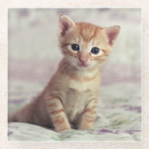 Tiny Ginger Kitten Glass Coaster
