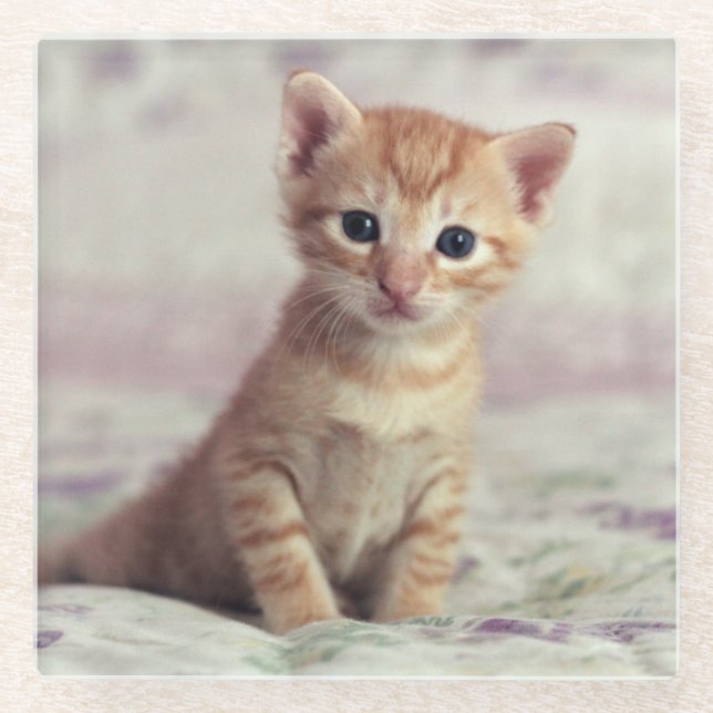 Tiny Ginger Kitten Glass Coaster (Front)