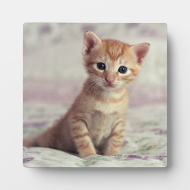 Tiny Ginger Kitten Plaque (Front)