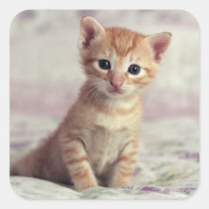 Tiny Ginger Kitten Square Sticker