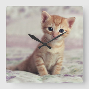 Tiny Ginger Kitten Square Wall Clock