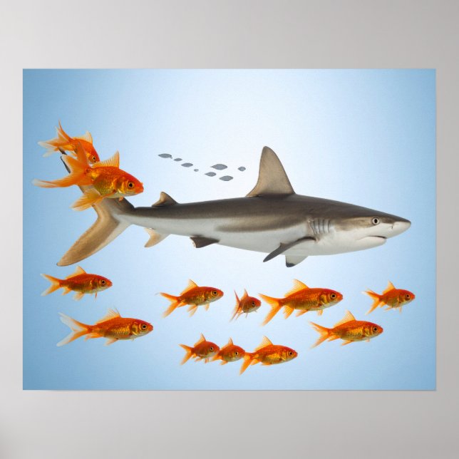 “Tiny Goldfish, Big Shark Energy” Poster (Front)
