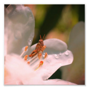 Tiny Grasshopper On White Azalea Flower 8x8 Photo Print