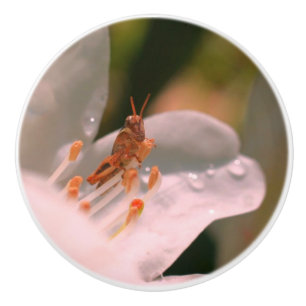 Tiny Grasshopper On White Azalea Flower Ceramic Knob