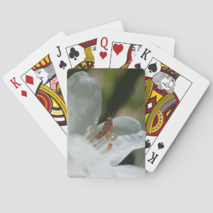 Tiny Grasshopper On White Azalea Flower  Playing Cards