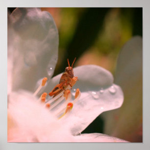 Tiny Grasshopper On White Azalea Flower  Poster