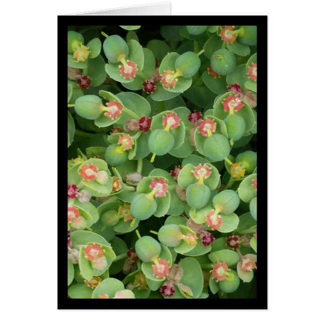 Tiny Green Flora- Song of Sol. 2:13 Greeting Card (Front)