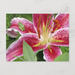 Tiny Green Frog on Stargazer Lily Postcard