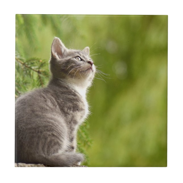 Tiny Grey and white Kitten Peers up to the sky Tile (Front)