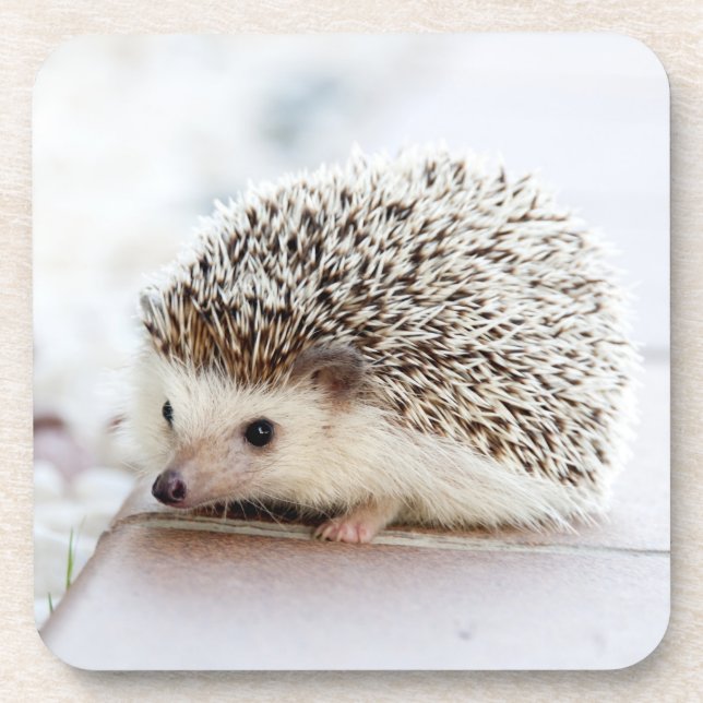 Tiny Hedgehog Coaster (Front)