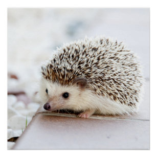 Tiny Hedgehog Poster