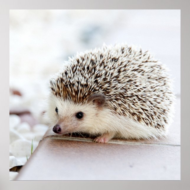 Tiny Hedgehog Poster (Front)