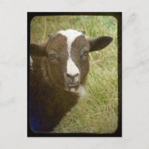 Tiny is Growing Up Postcard