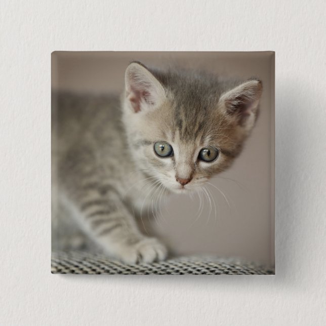 Tiny Kitten 2 Inch Square Button (Front)