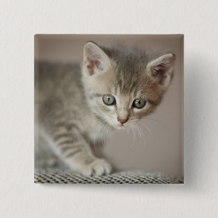 Tiny Kitten 2 Inch Square Button
