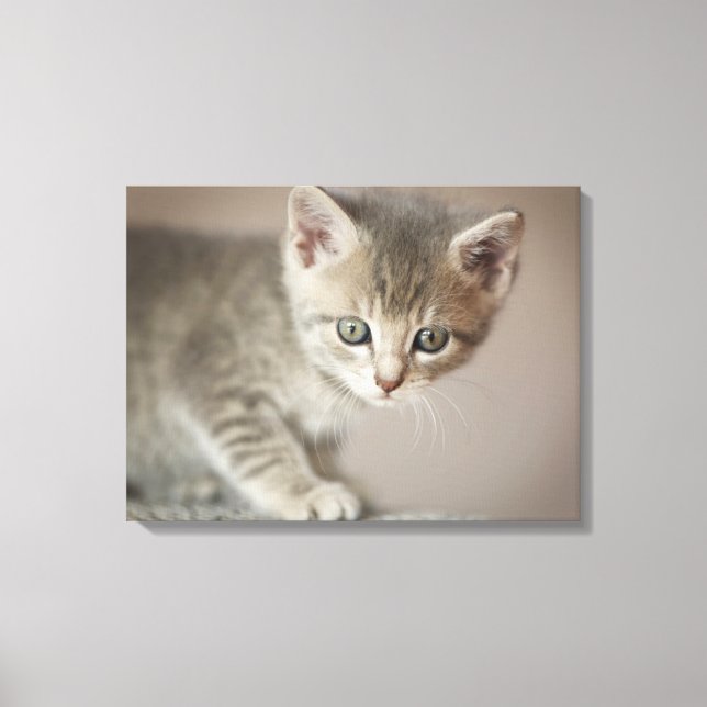 Tiny Kitten Canvas Print (Front)