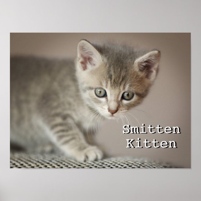 Tiny Kitten Poster (Front)