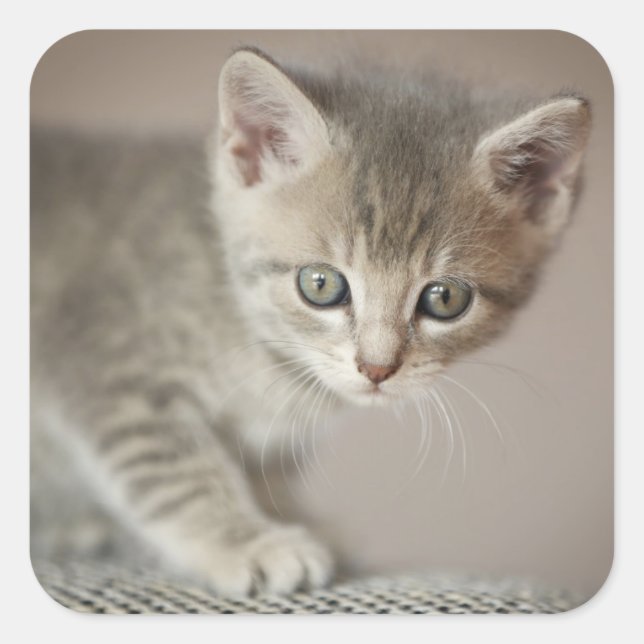Tiny Kitten Square Sticker (Front)