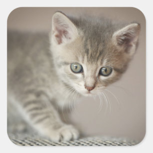 Tiny Kitten Square Sticker
