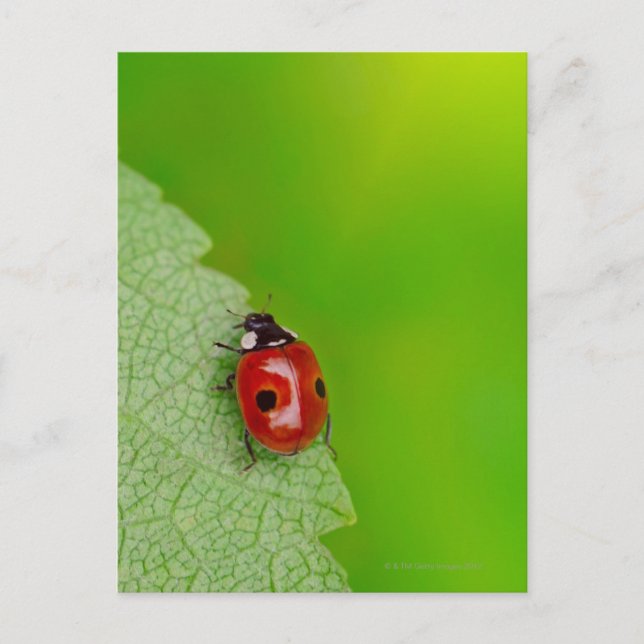 Tiny Lady Bug Postcard (Front)