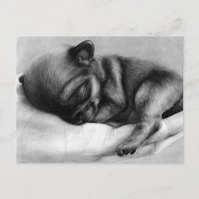 Tiny Life - Hand Painted Chihuahua Newborn  Postcard (Front)