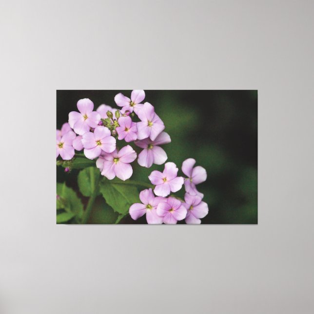 Tiny Mauve Floral Phlox Canvas Print (Front)
