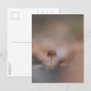 Tiny Mushroom Nature Photo Postcard