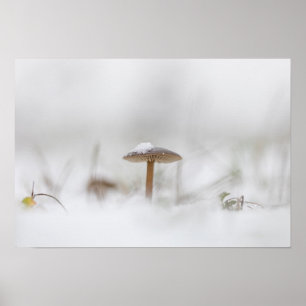 Tiny Mushroom Nature Photo Poster