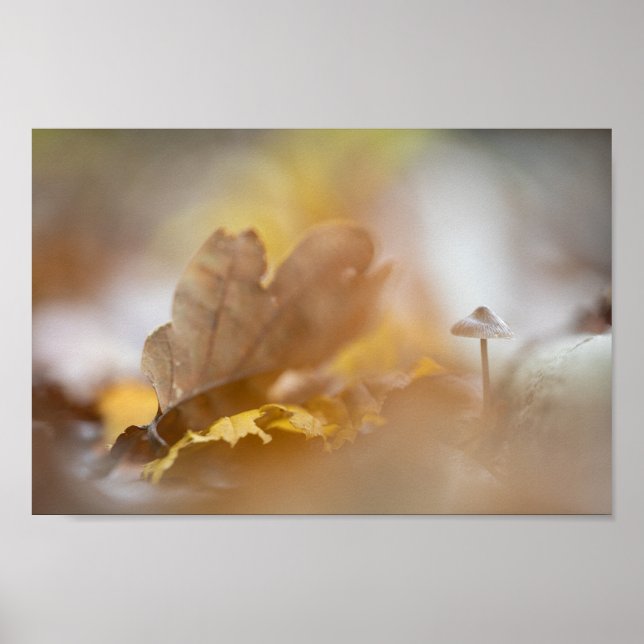 Tiny Mushroom Nature Photograph Poster (Front)