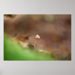 Tiny Mushroom Photo Poster