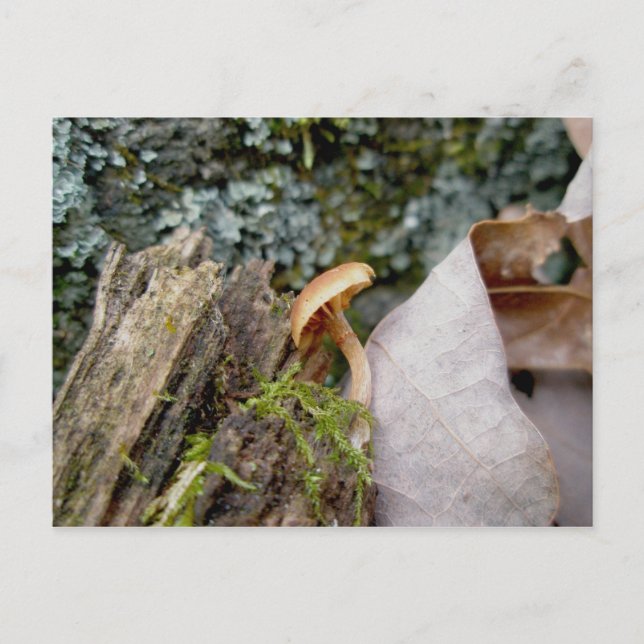 Tiny November Mushroom Postcard (Front)