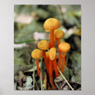 Tiny Orange Mushrooms Nature Poster