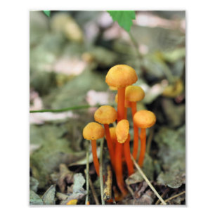 Tiny Orange Wild Mushrooms 8x10 Nature  Photo Print